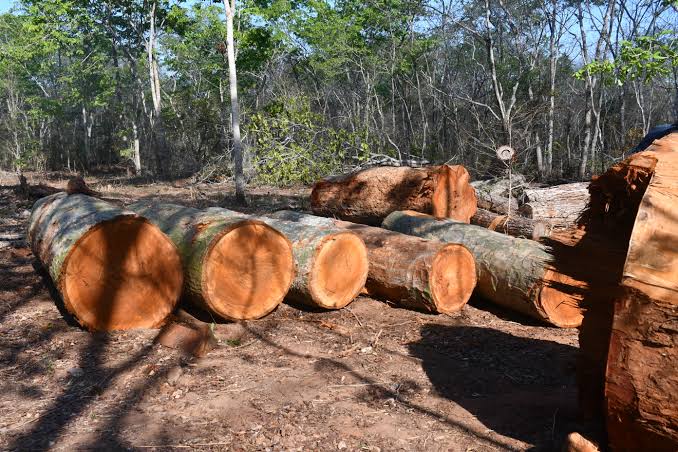 Hardwood timber